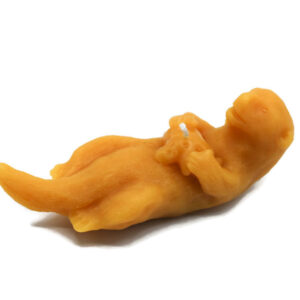 Beeswax Candle Shaped River or Sea Otter Candle